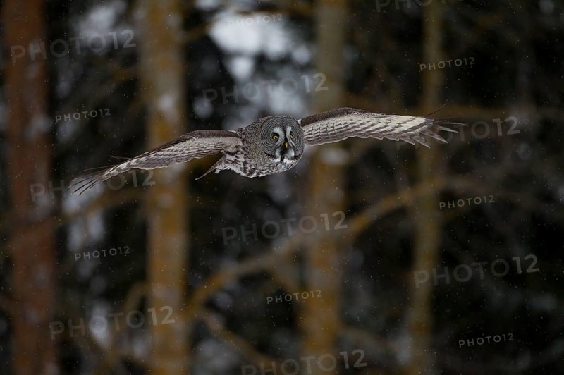 Great Grey Owl or Great Gray Owl (Strix nebulosa) in flight