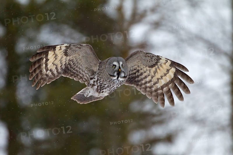 Great Grey Owl or Great Gray Owl (Strix nebulosa) in flight