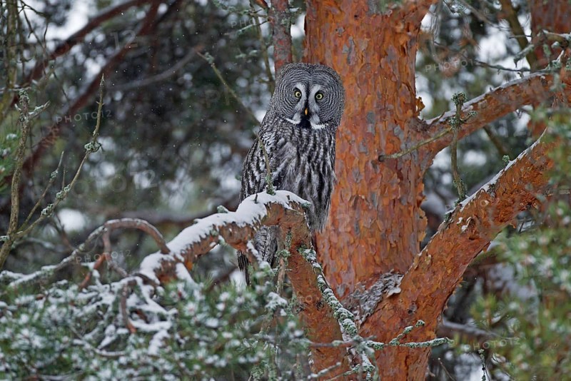 Great Grey Owl or Great Gray Owl (Strix nebulosa) perched on a tree in winter