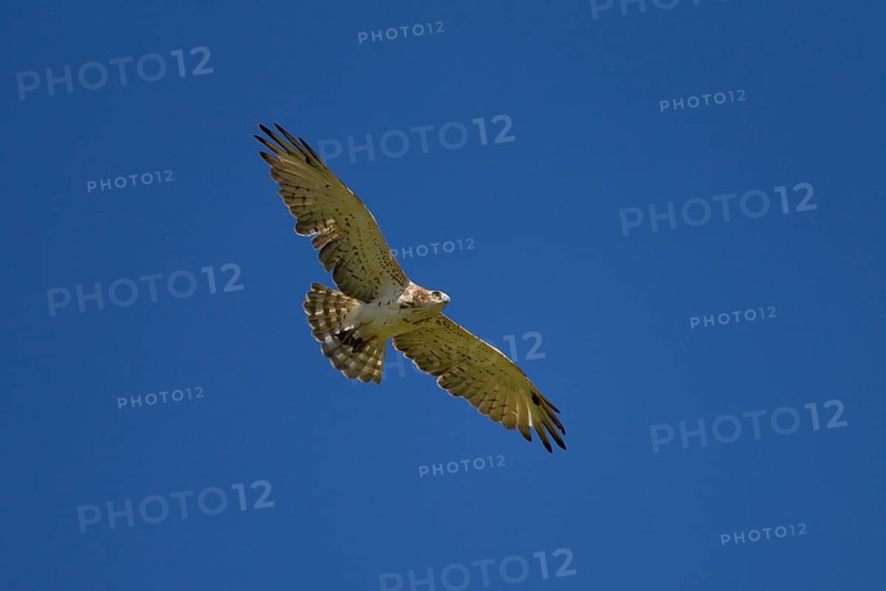 Short-toed Snake Eagle (Circaetus gallicus) in flight