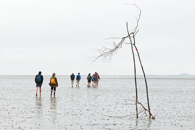 Hikers on the mudflats of the Wadden Sea en route from Pellworm island to Suederoog Hallig