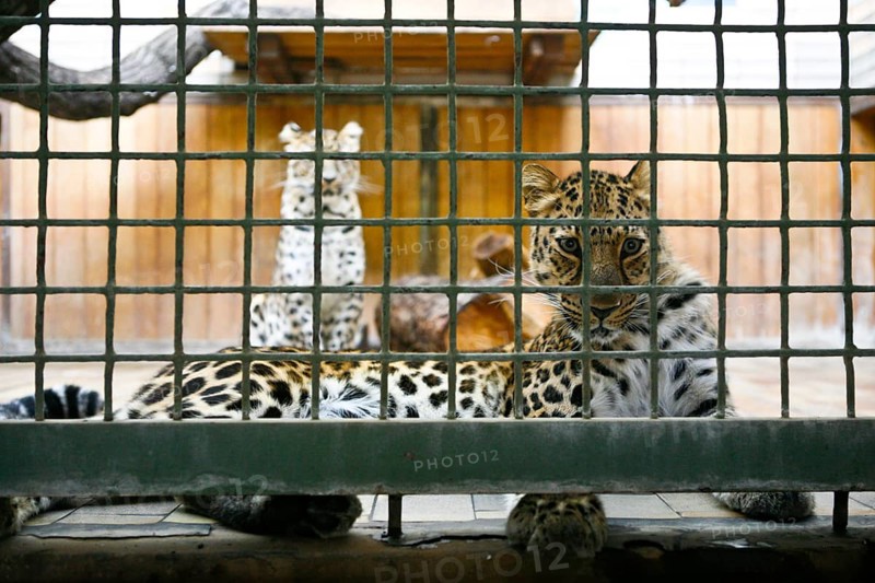 Amur Leopard (Panthera pardus orientalis) in a small cage at Tiergarten Berlin zoo