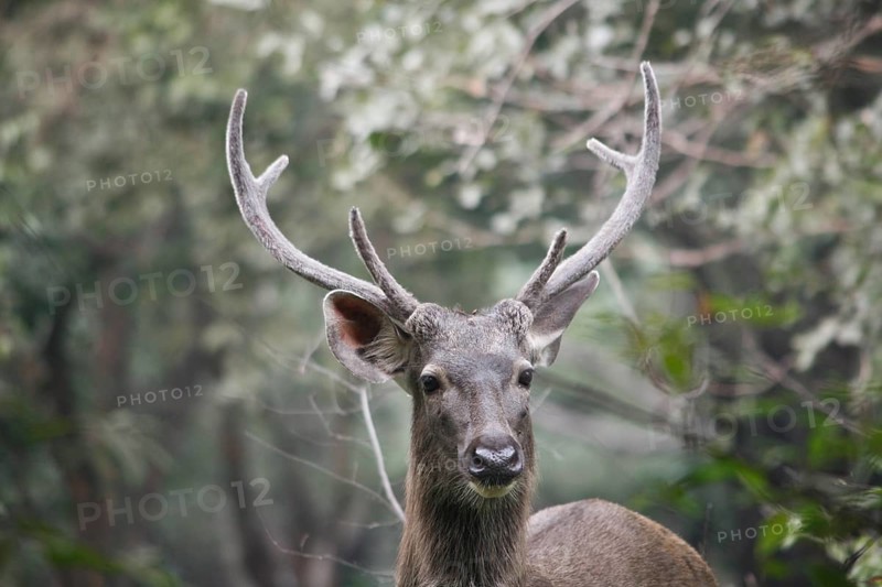 Sambar deer (Rusa unicolor)
