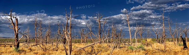 Devastated landscape with dead trees after a forest fire in 2002