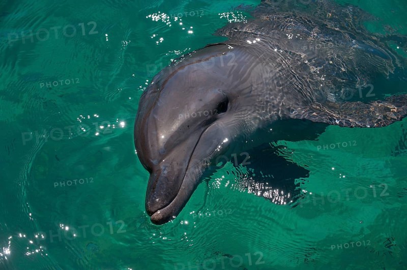 Common Bottlenose Dolphin (Tursiops truncatus) in the harbour of Honiara