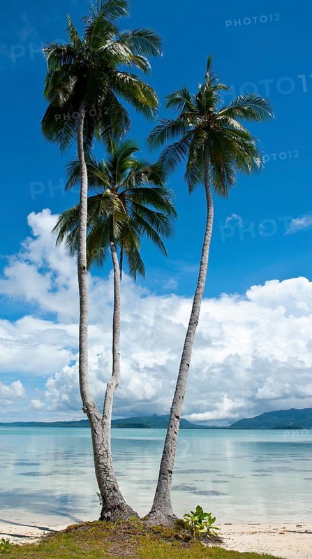 Palm trees on the beach