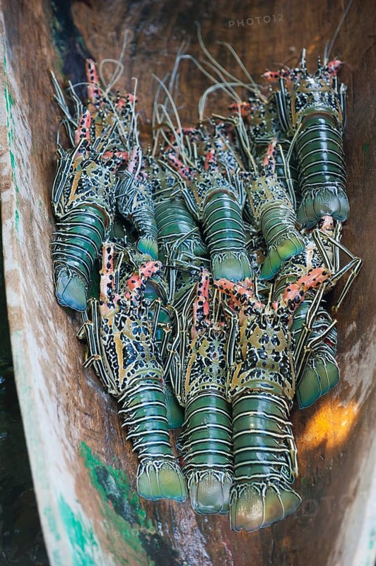 Freshly caught Lobster (Nephropidae)