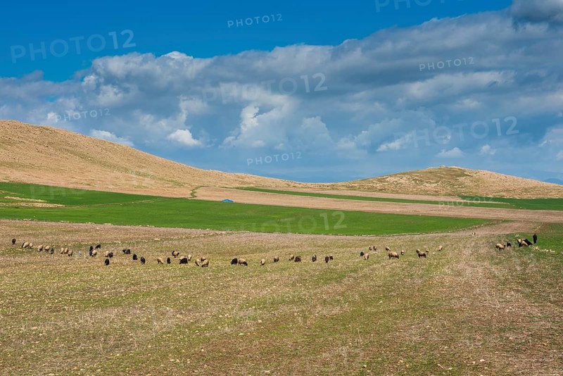 Pasture