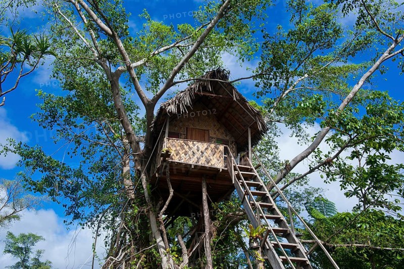 Tree house in a Banyan tree