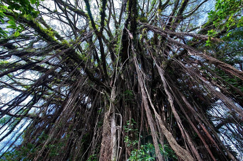 Giant Banyan tree (Ficus sp.)