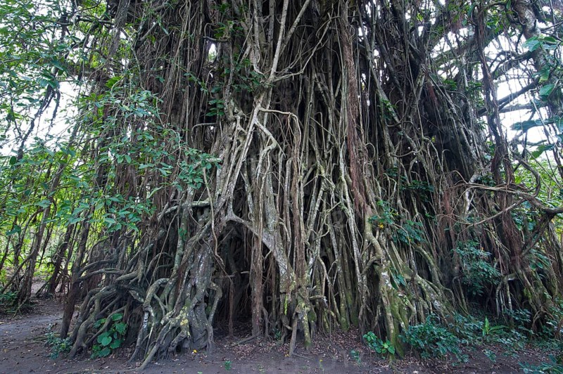 Giant Banyan tree (Ficus sp.)