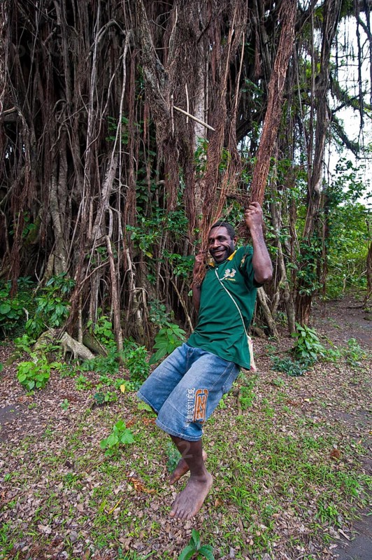 Local man swinging in the roots of a Giant Banyan tree (Ficus sp.)