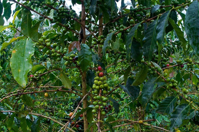 Coffee (Coffea arabica)