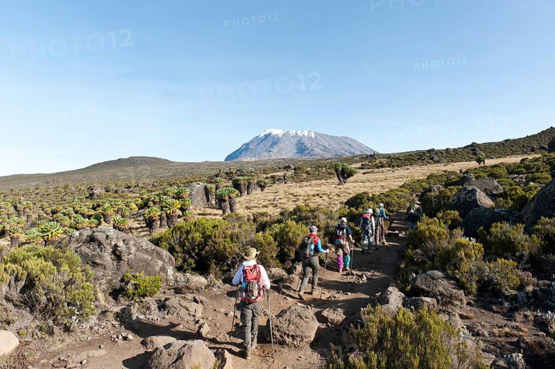 Group of hikers with Giant Groundsel (Dendrosenecio kilimanjari)