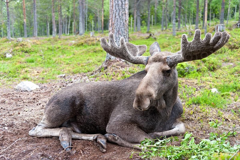 Moose (Alces alces)