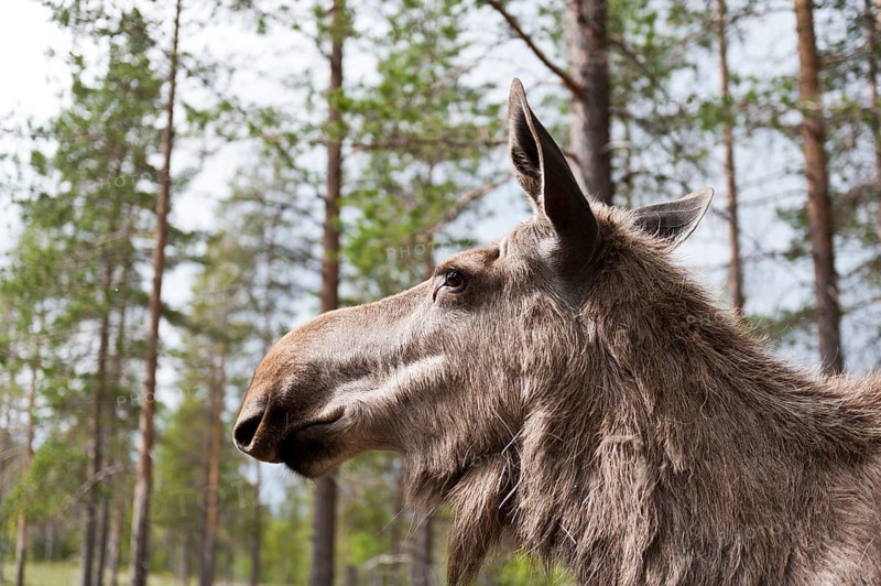 Moose (Alces alces)