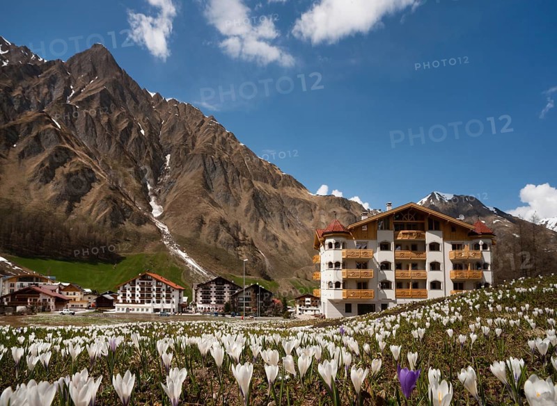 Crocus meadow in spring