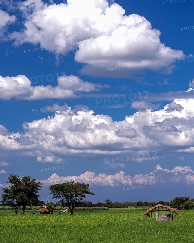 Rice fields in the province of Nueva Ecija