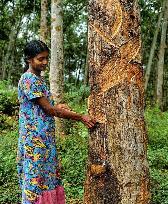 Woman scoring the rubber tree (Hevea brasiliensis)
