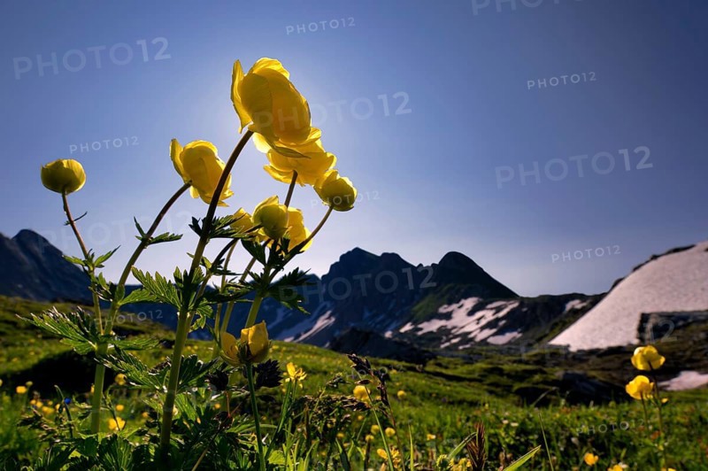 Globe Flowers (Trollius europaeus) with a panoramic view of the mountains