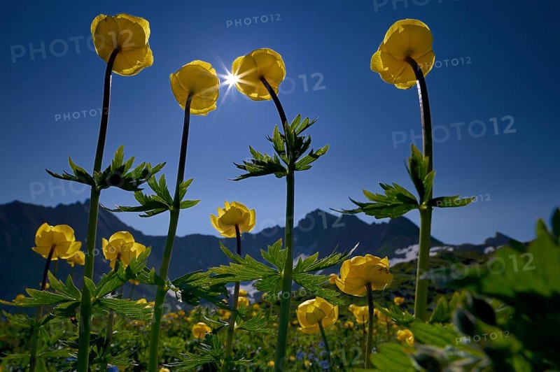 Globe Flowers (Trollius europaeus) with a panoramic view of the mountains with the sun