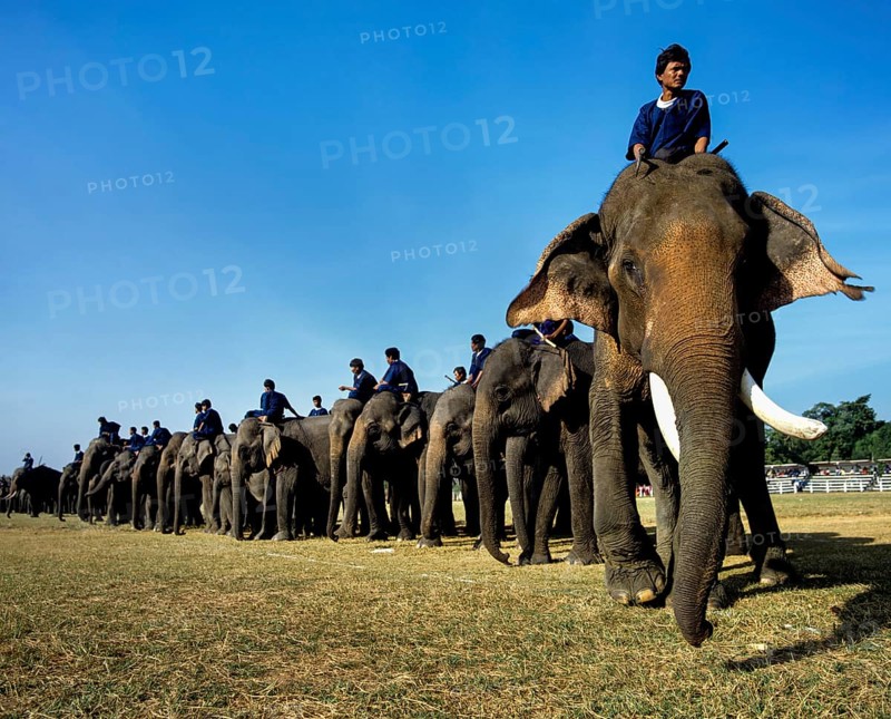 Elephant festival in Surin