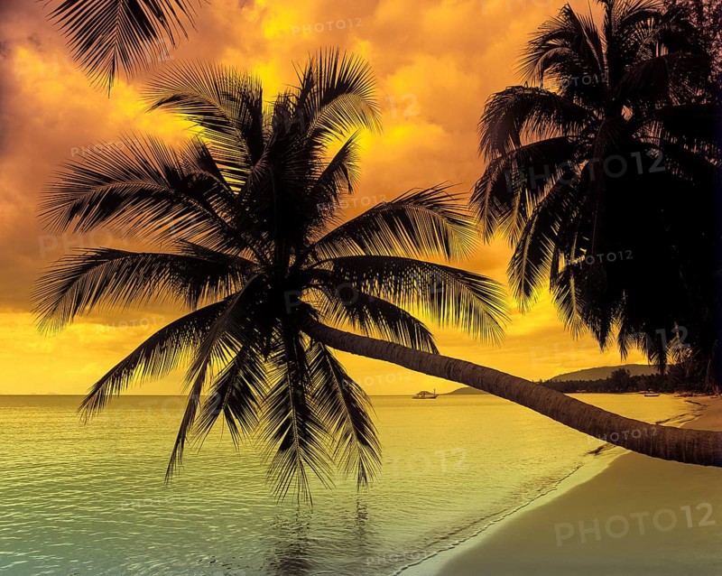 Palm trees on a beach