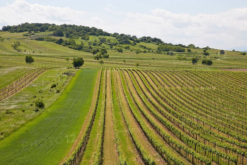 Vineyards around Hoelzlstein rock