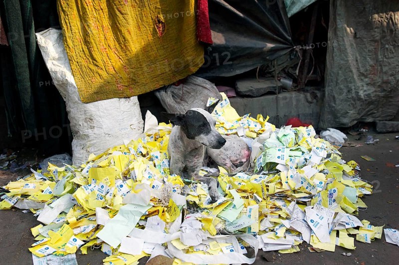 Dog lying on a pile of old lottery tickets