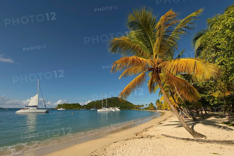 Caribbean Bay with palm trees and boats