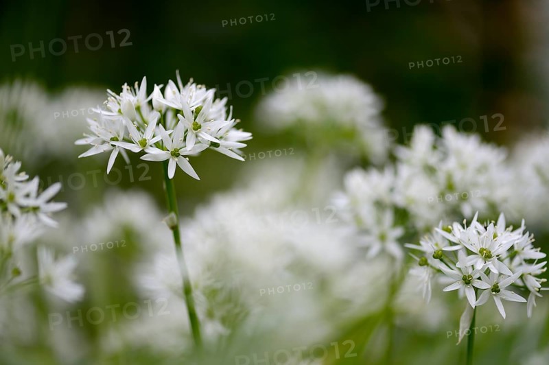 Ramsons or Wild Garlic (Allium ursinum)
