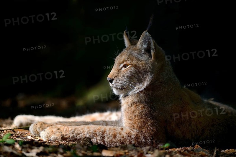 Eurasian Lynx or Northern Lynx (Lynx lynx) lying in a sunny spot