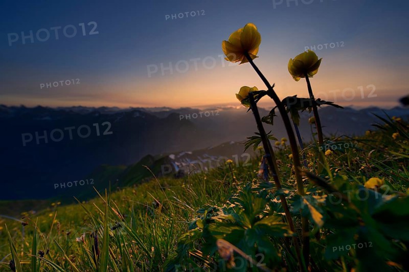 Globe Flower (Trollius europaeus) at sunset with the panoramic view of mountains