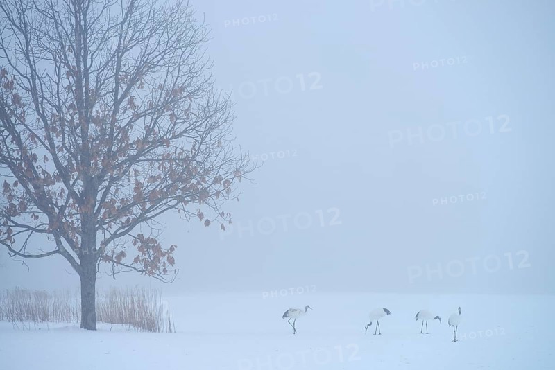 Flock of Red-crowned Cranes