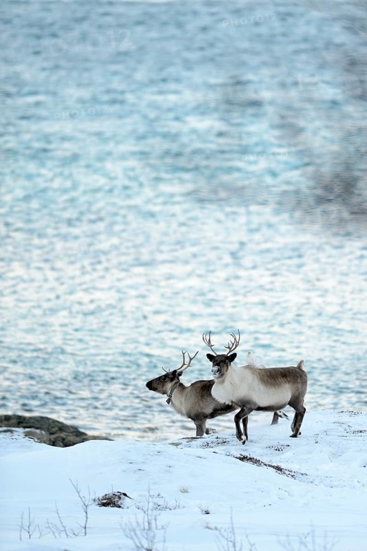 Two reindeer (Rangifer tarandus) on snow before fjord