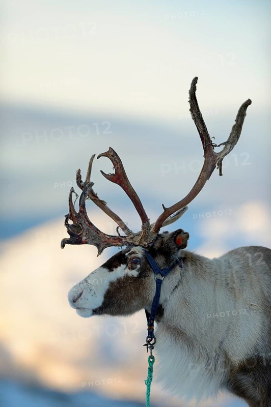 Reindeer (Rangifer tarandus)