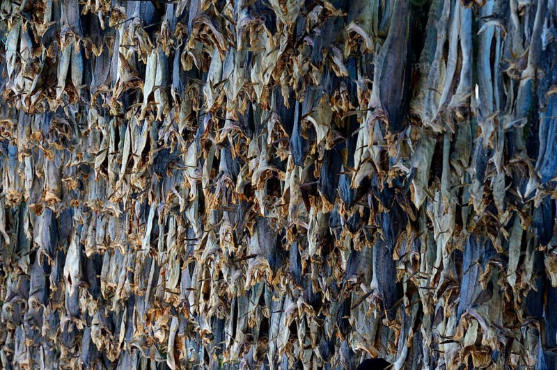 Hung up drying fish