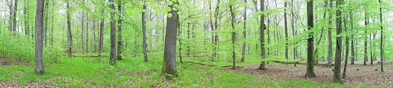 Panoramic view