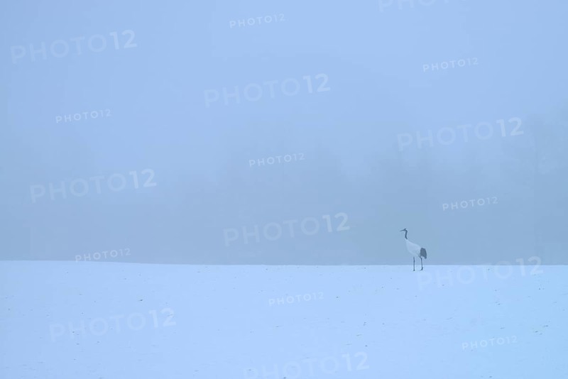 Red-crowned Crane