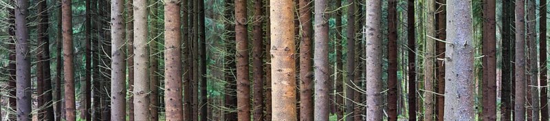 Spruce (Pices abies) tree trunks