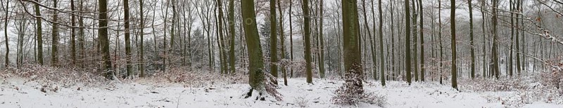 Snowy winter forest