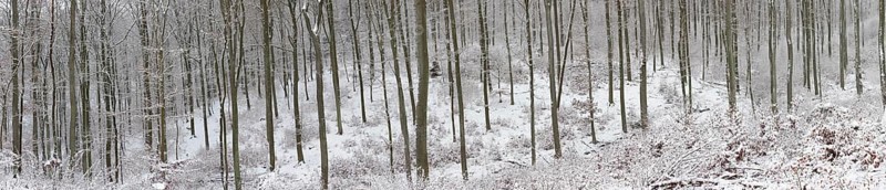 Snowy winter forest
