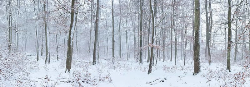 Panoramic view