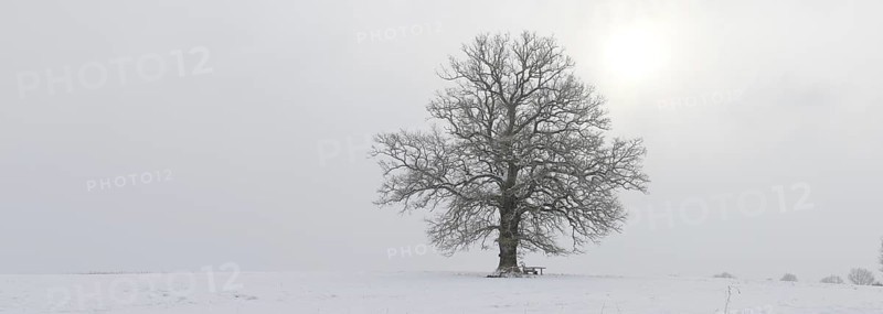 A several hundred year-old oak tree (Quercus sp.)