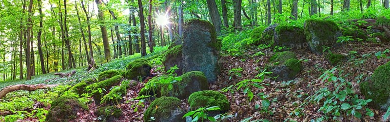 Moss-covered basalt stones in a spring forest with the rising sun