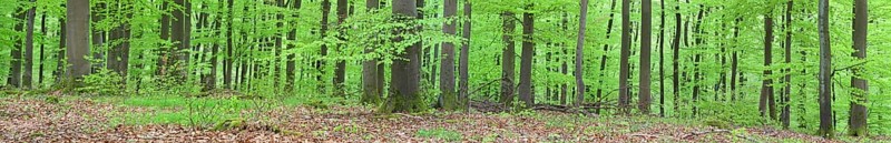 Panoramic view