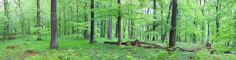 Panoramic view