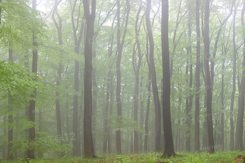 Fog in a beech forest (Fagus sylvatica)