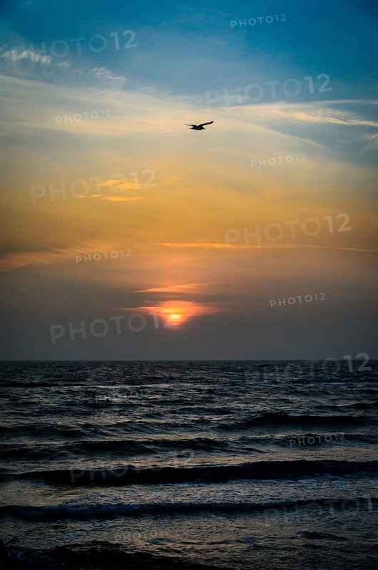 Seagull against the rising sun