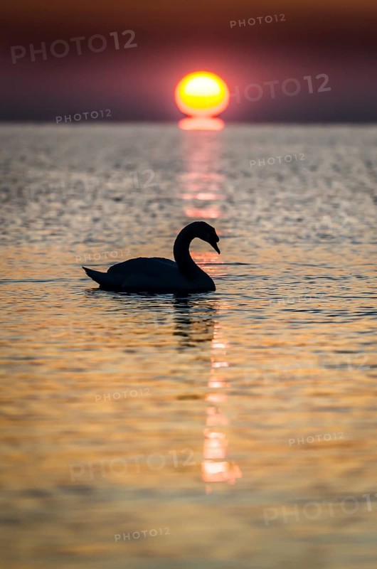 Swan with backlighting at sunrise